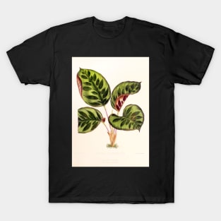 Calathea makoyana - Botanical illustration T-Shirt